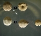 MHN de la Rochelle: Anorthopygus orbicularis-Cénomanien-1- île d\'Aix-2-Piedemont
