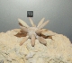 Au museum de La Rochelle: Balanocidaris marginata: radioles en connexion