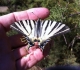 Un Flambé ou Voilier (Iphiclides podalirius), superbe papillon de jour, posé sur la main de Tadeusz