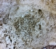 Coraux Calamophylliopsis