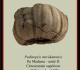 pedinopsis-meridanensis-a-893x1024