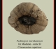 pedinopsis-meridanensis-c-893x1024