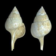 Clavellofusus clavellatus clavellatus - Montmirail