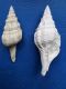 Clavilithes breviculus
