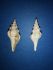 Cosmolithes costarius