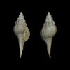 Clavilithes dameriacensis - Fleury - 90mm