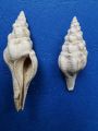 Clavellofusus rugoides