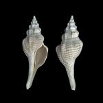 Clavilithes rugosus - Chaussy