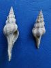 Cosmolithes uniplicatus