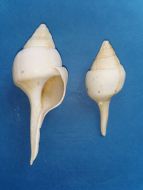 Clavellofusus clavellatus girauxi