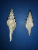 Cosmolithes lemarchandi bironensis - Yprésien supérieur du Béarn