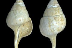 Clavellofusus clavellatus clavellatus - Montmirail