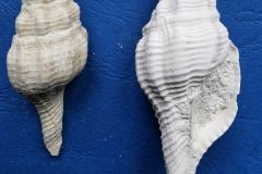 Clavilithes breviculus