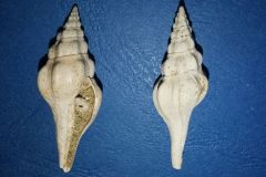 Cosmolithes costarius