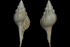Clavilithes dameriacensis - Fleury - 90mm