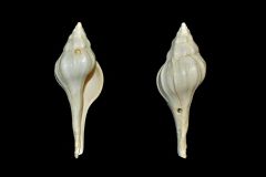Clavilithes laevigatus - Fontenay - Patte d'Oie - 46mm