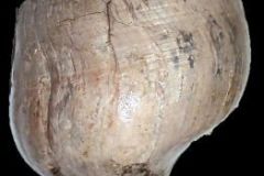 Clavellofusus pinus - 185 mm - collection et photo Xavier