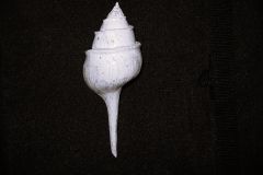 Clavilithes pomeroli