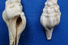 Clavellofusus rugoides