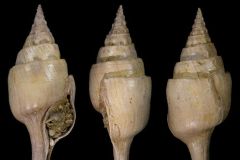 Clavellofusus -s. -str. - macrospiratus - collection et photo Xavier