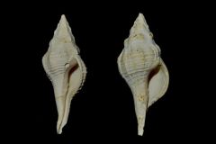 Clavilithes uniplicatus - Grignon -Lut sup - 37/38mm