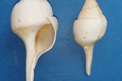 Clavellofusus clavellatus girauxi