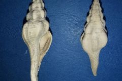 Cosmolithes lemarchandi bironensis - Yprésien supérieur du Béarn