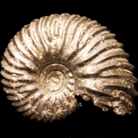 05-Ammonite (prov. Aveyron). Collection Michel Nguyen. Photo François H. Nicoly