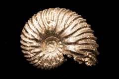 05-Ammonite (prov. Aveyron). Collection Michel Nguyen. Photo François H. Nicoly