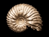 05-Ammonite (prov. Aveyron). Collection Michel Nguyen. Photo François H. Nicoly