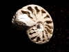 06-Ammonite (prov. Russie). Collection Michel Nguyen. Photo François H. Nicoly