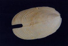 GA 009-07 Entomella clypeata