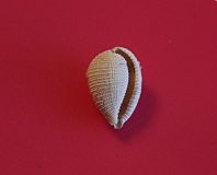 GA-162-13  Cypraea Cypraedia elegans - Cossmann-1898
