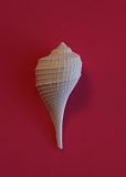 GA-164-01  Ficus Ficopsis tricarinatus - Lamarck 1803