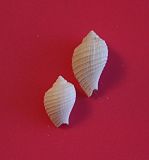 GA 164-03  Ficus (Ficopsis) elegans