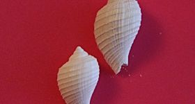GA 164-03  Ficus (Ficopsis) elegans