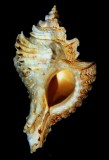 GA-169-05  Pterynotus crenulatus tricarinatus