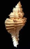 GA-169-15  Favartia Murexiella frondosa