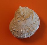 PE-134-01  Spondylus radula - Lamark 1806