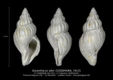 GA179-B-Eocantharus-alter-