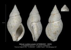 GA182-01-Metula-subdecussata