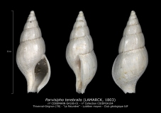 GA185-01-Parvisipho-terebralis-BR