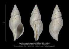 GA185-03-Syphopsis-denudata