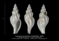 GA185-06-Syphopsis-tenuiplicata
