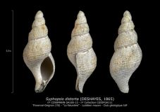GA185-13-Syphopsis-distorta-