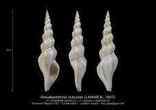 GA185-22-Pseudoandonia-subulata
