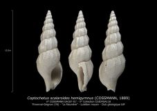 GA187-01-Coptochetus-scalaroides-hemigymnus