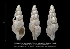 GA187-01-Coptochetus-scalaroides-scalaroides