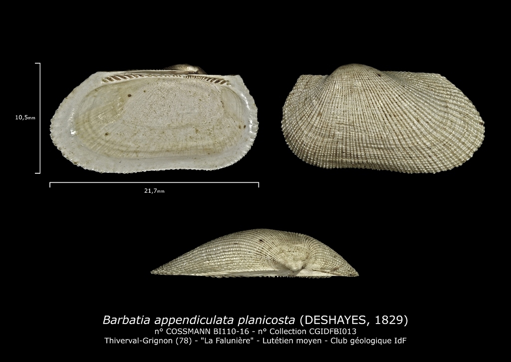 BI110-16 Barbatia appendiculata planicosta