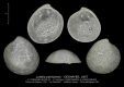 BI100-02 Lutetia parisiensis